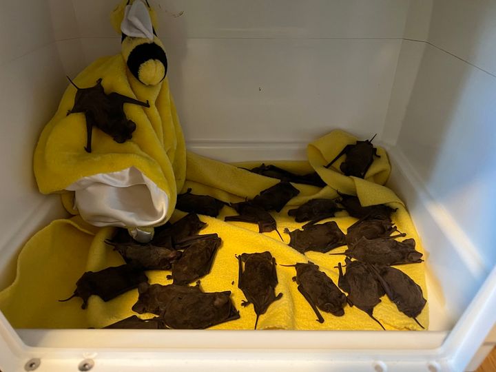 Bats warming in an incubator.