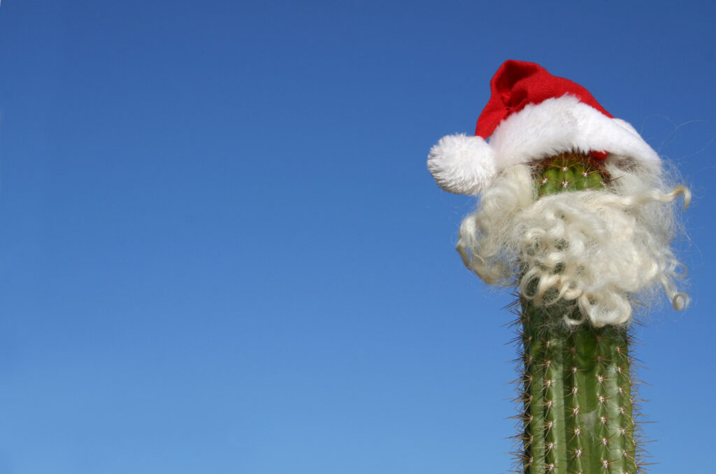 Cactus with Santa hat, hair and beard.